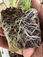 Load image into Gallery viewer, Seedling & Propagation Mix (Large Gallons Only to Start)