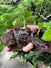 Load image into Gallery viewer, Seedling & Propagation Mix (Large Gallons Only to Start)