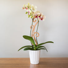 Load image into Gallery viewer, Wholesale Partner: Treleaf - Flora - Plant trellis designed for Orchids