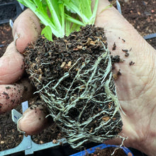 Load image into Gallery viewer, Seedling & Propagation Mix (Large Gallons Only to Start)