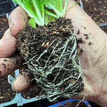 Load image into Gallery viewer, Seedling & Propagation Mix