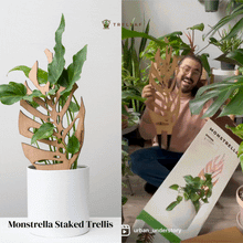 Load image into Gallery viewer, Wholesale Partner: Treleaf - Monstrella - Plant trellis inspired by the Monstera Leaf