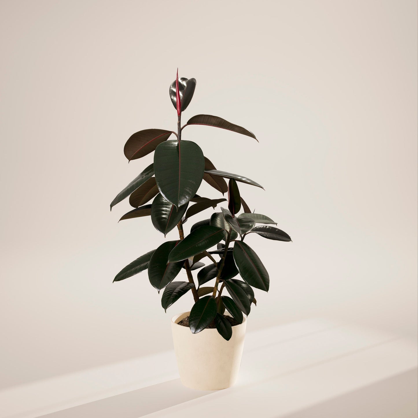 Lively Root - Ficus Elastica - Burgundy Rubber Tree