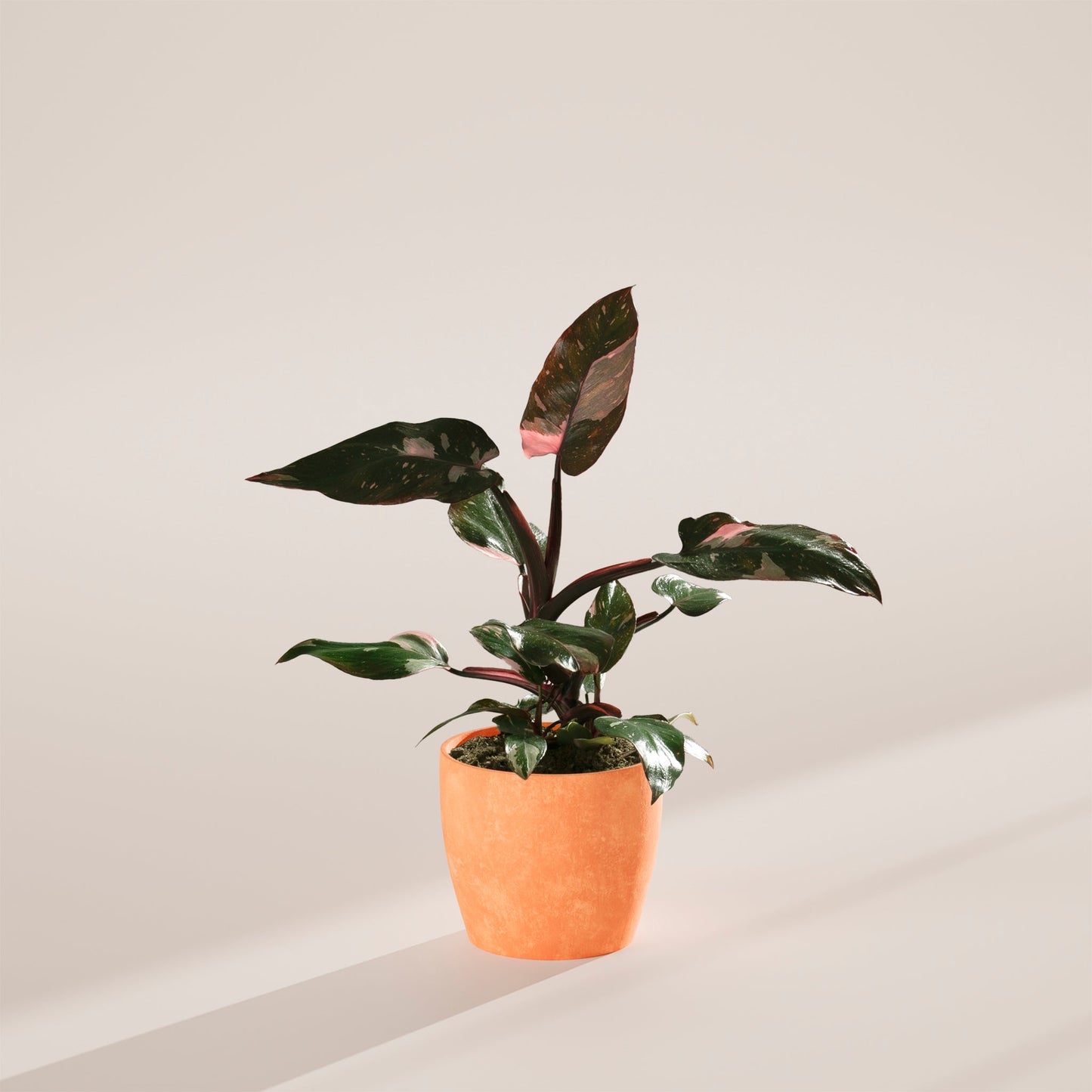 Lively Root - Philodendron Pink Princess