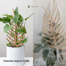 Load image into Gallery viewer, Wholesale Partner: Treleaf - Palmella - Plant trellis inspired by the Palm Leaf
