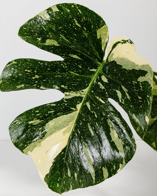 Lively Root - Monstera Thai Constellation