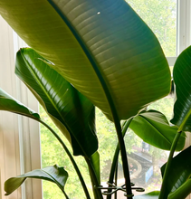 Load image into Gallery viewer, Wholesale Partner: Rosebud HomeGoods - Plant Stem Supports