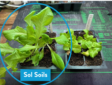 Load image into Gallery viewer, Seedling & Propagation Mix