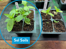 Load image into Gallery viewer, Seedling & Propagation Mix
