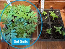 Load image into Gallery viewer, Seedling & Propagation Mix