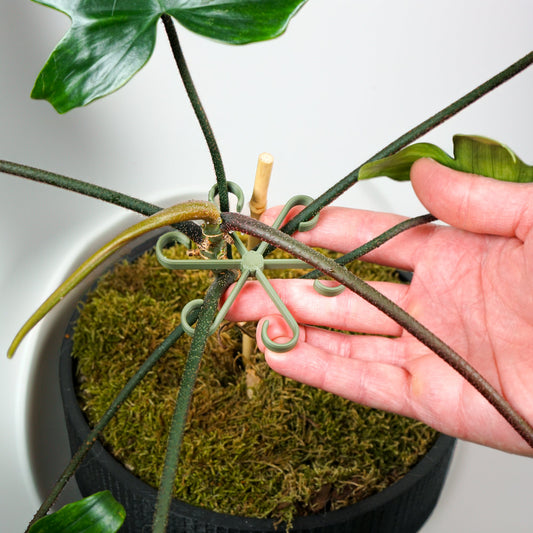 Wholesale Partner: Rosebud HomeGoods - Plant Stem Supports