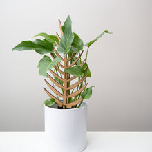 Load image into Gallery viewer, Wholesale Partner: Treleaf - Palmella - Plant trellis inspired by the Palm Leaf