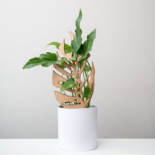 Load image into Gallery viewer, Wholesale Partner: Treleaf - Monstrella - Plant trellis inspired by the Monstera Leaf