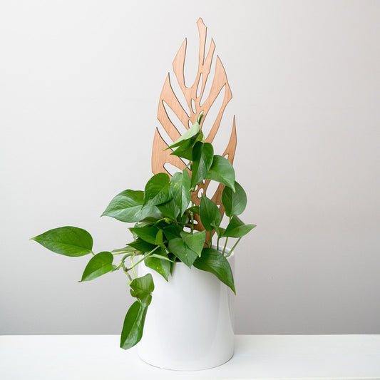 Wholesale Partner: Treleaf - Monstrella - Plant trellis inspired by the Monstera Leaf