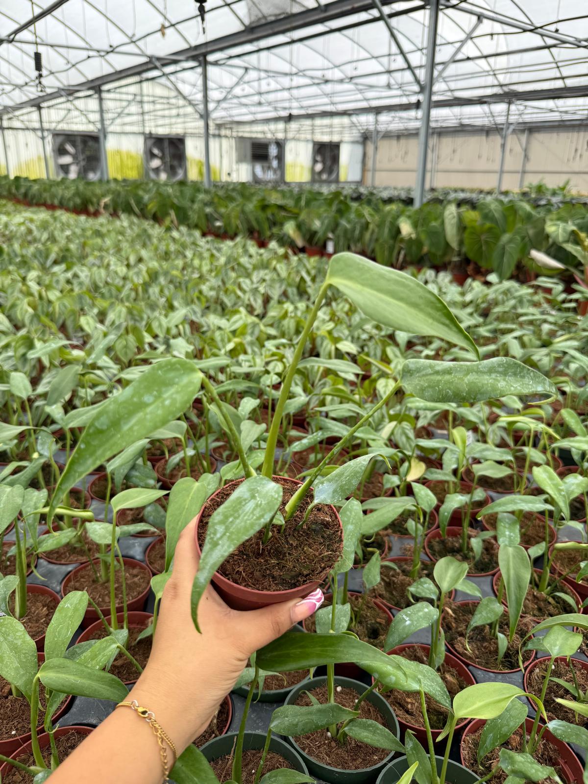 Coolective Plants - Monstera Burle Marx Flame