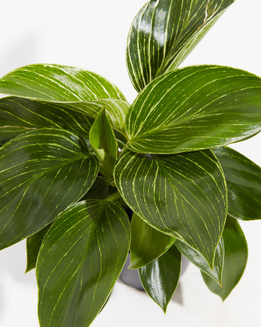 Lively Root - Philodendron Birkin