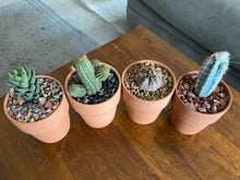 Load image into Gallery viewer, picture of 4 cactus
