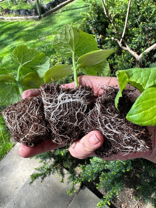 The Ultimate Guide to Starting Seedlings Indoors