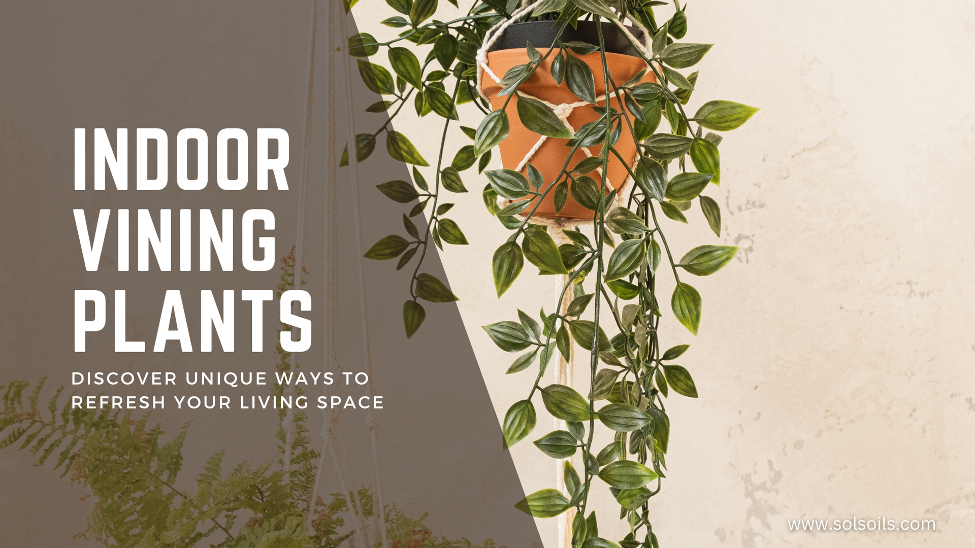 Indoor Vining Plants: Enhance Your Space | Sol Soils