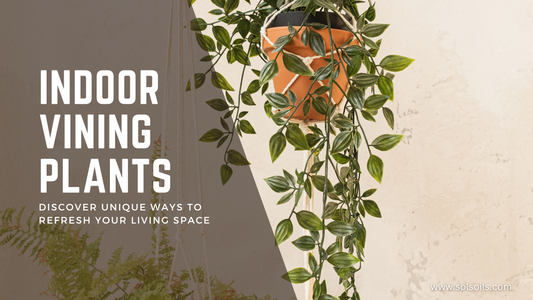 Indoor Vining Plants: Unique Ways to Decorate and Refresh Your Living Areas