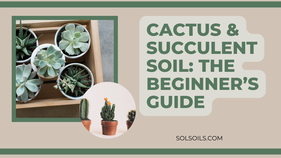 Cactus and Succulent Soil: A Beginner’s Guide to the Essentials