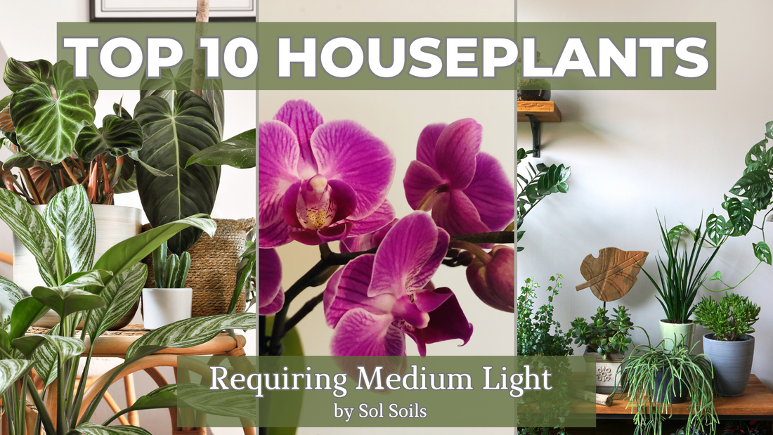 houseplants for medium light