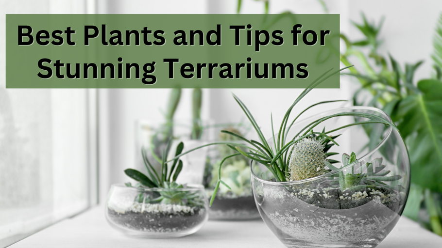 Terrariums! Who's In? Tips and Plants for Fun Terrariums