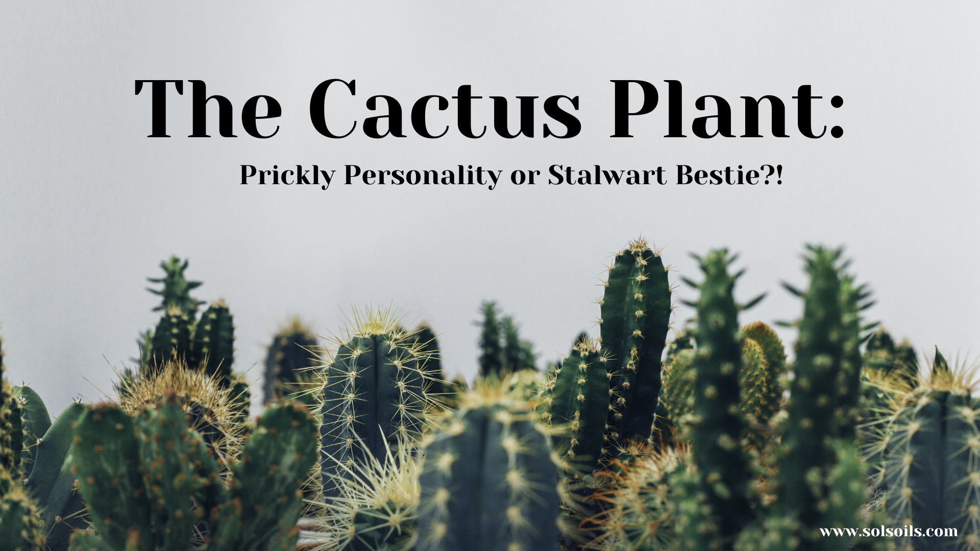 The Cactus Plant: Prickly Personality or Stalwart Bestie?!