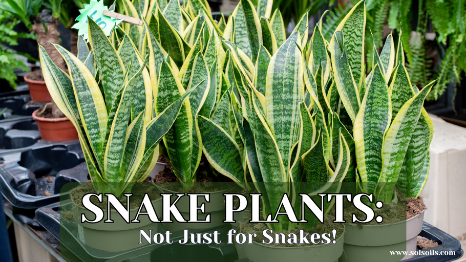 Snake Plants: Not Just for Snakes!