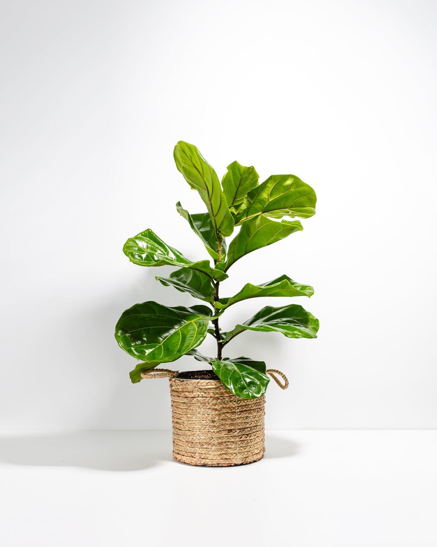 Lively Root - Fiddle Leaf Fig Tree (Ficus Lyrata)
