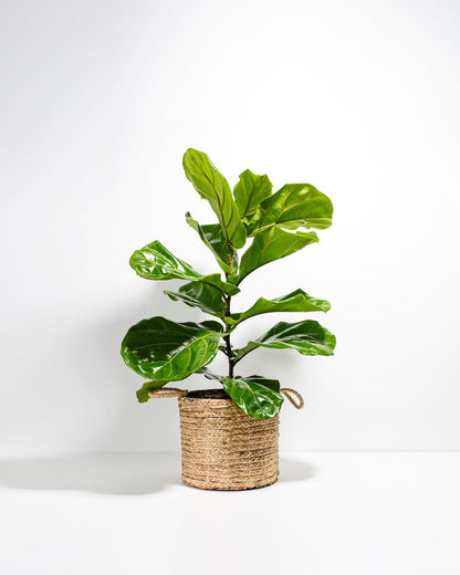 Lively Root - Fiddle Leaf Fig Tree (Ficus Lyrata)