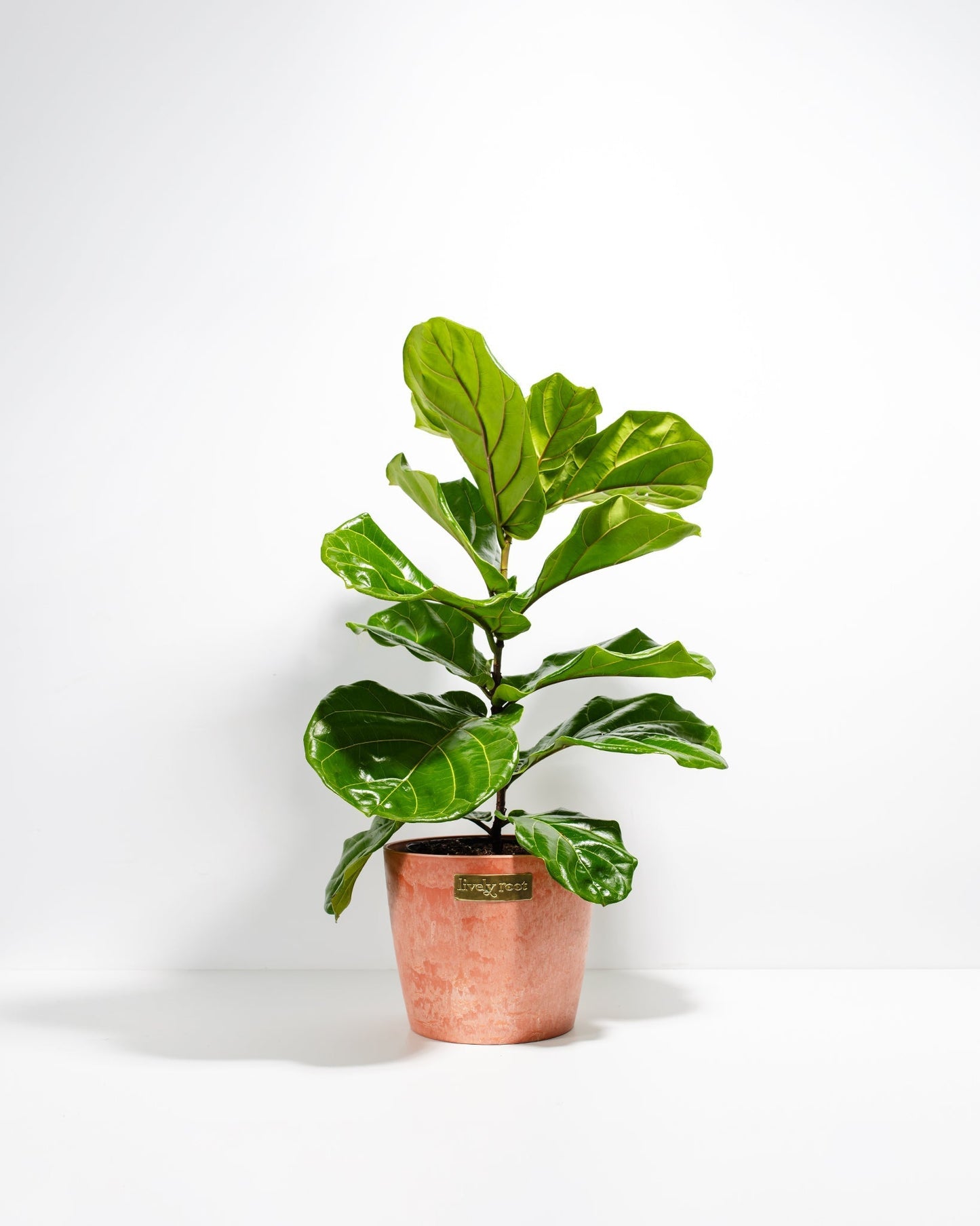 Lively Root - Fiddle Leaf Fig Tree (Ficus Lyrata)