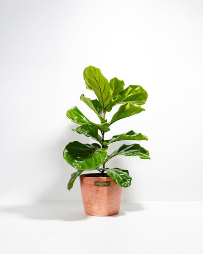 Lively Root - Fiddle Leaf Fig Tree (Ficus Lyrata)