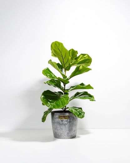 Lively Root - Fiddle Leaf Fig Tree (Ficus Lyrata)