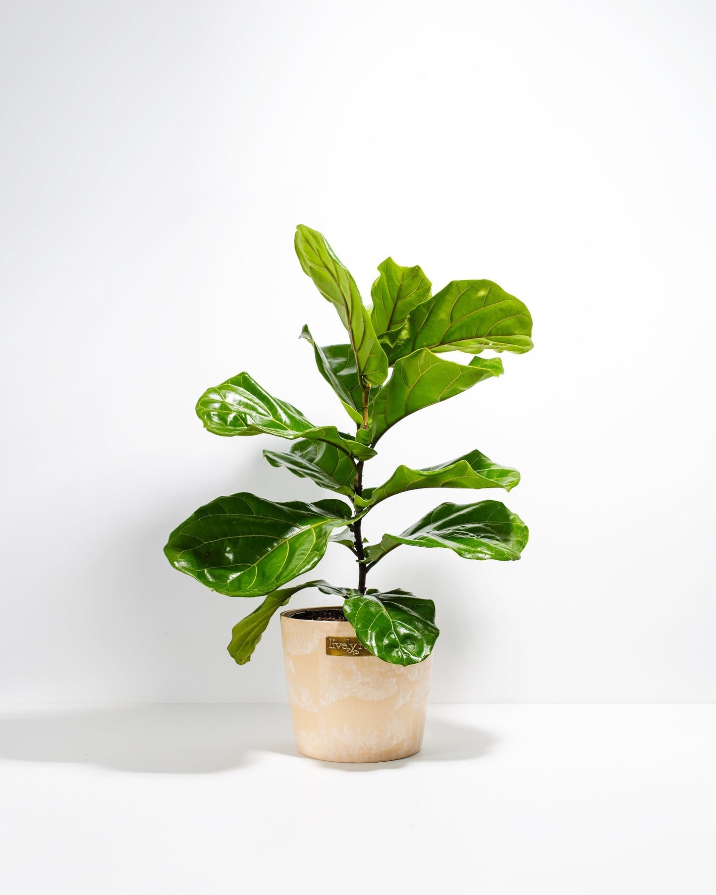 Lively Root - Fiddle Leaf Fig Tree (Ficus Lyrata)