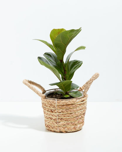 Lively Root - Fiddle Leaf Fig Tree (Ficus Lyrata)