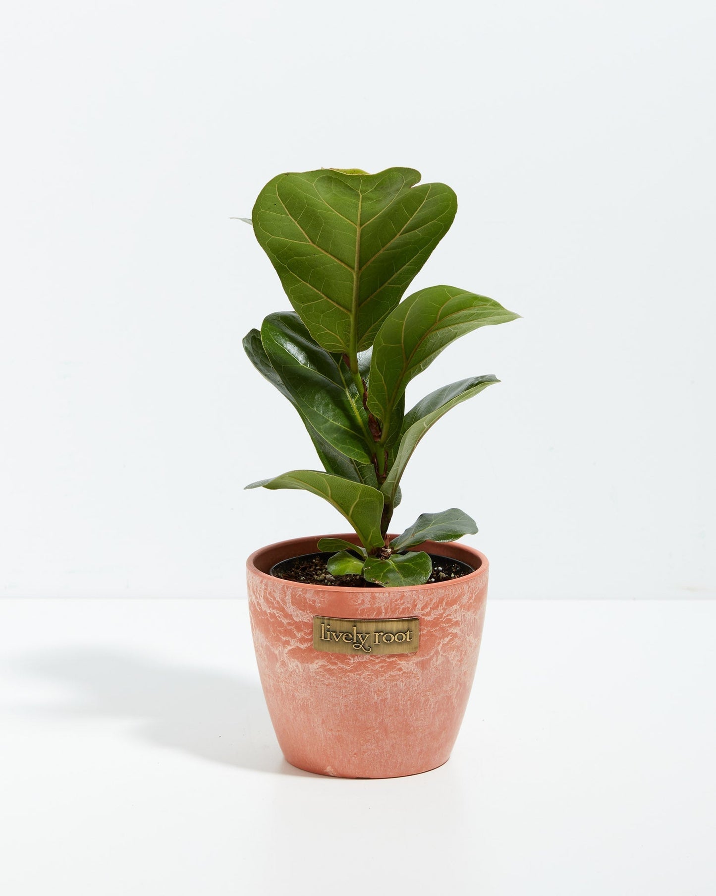 Lively Root - Fiddle Leaf Fig Tree (Ficus Lyrata)