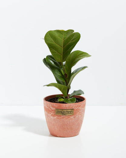 Lively Root - Fiddle Leaf Fig Tree (Ficus Lyrata)
