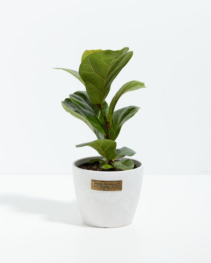 Lively Root - Fiddle Leaf Fig Tree (Ficus Lyrata)