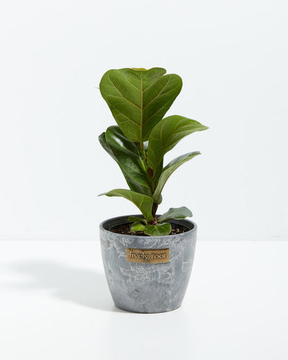 Lively Root - Fiddle Leaf Fig Tree (Ficus Lyrata)
