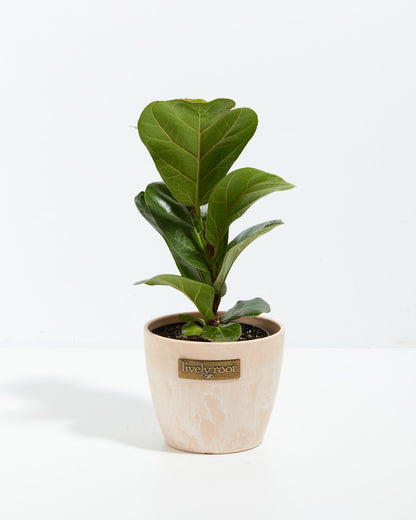 Lively Root - Fiddle Leaf Fig Tree (Ficus Lyrata)