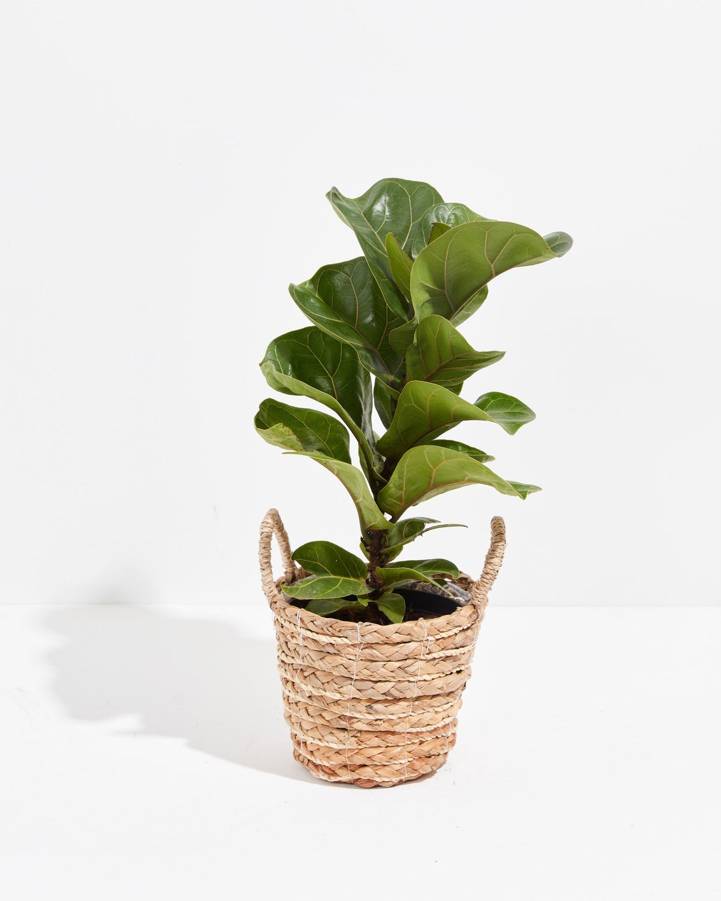 Lively Root - Fiddle Leaf Fig Tree (Ficus Lyrata)