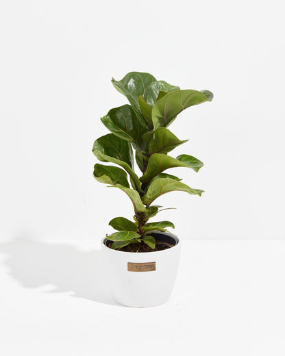Lively Root - Fiddle Leaf Fig Tree (Ficus Lyrata)