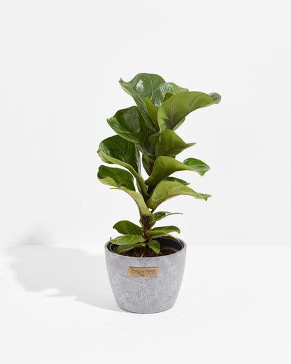 Lively Root - Fiddle Leaf Fig Tree (Ficus Lyrata)
