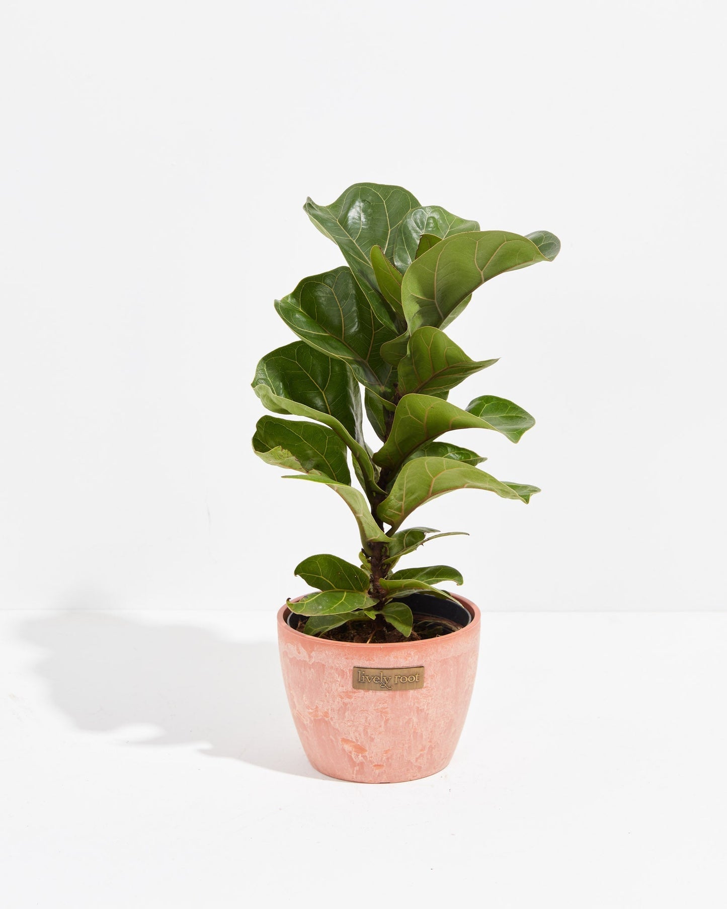 Lively Root - Fiddle Leaf Fig Tree (Ficus Lyrata)