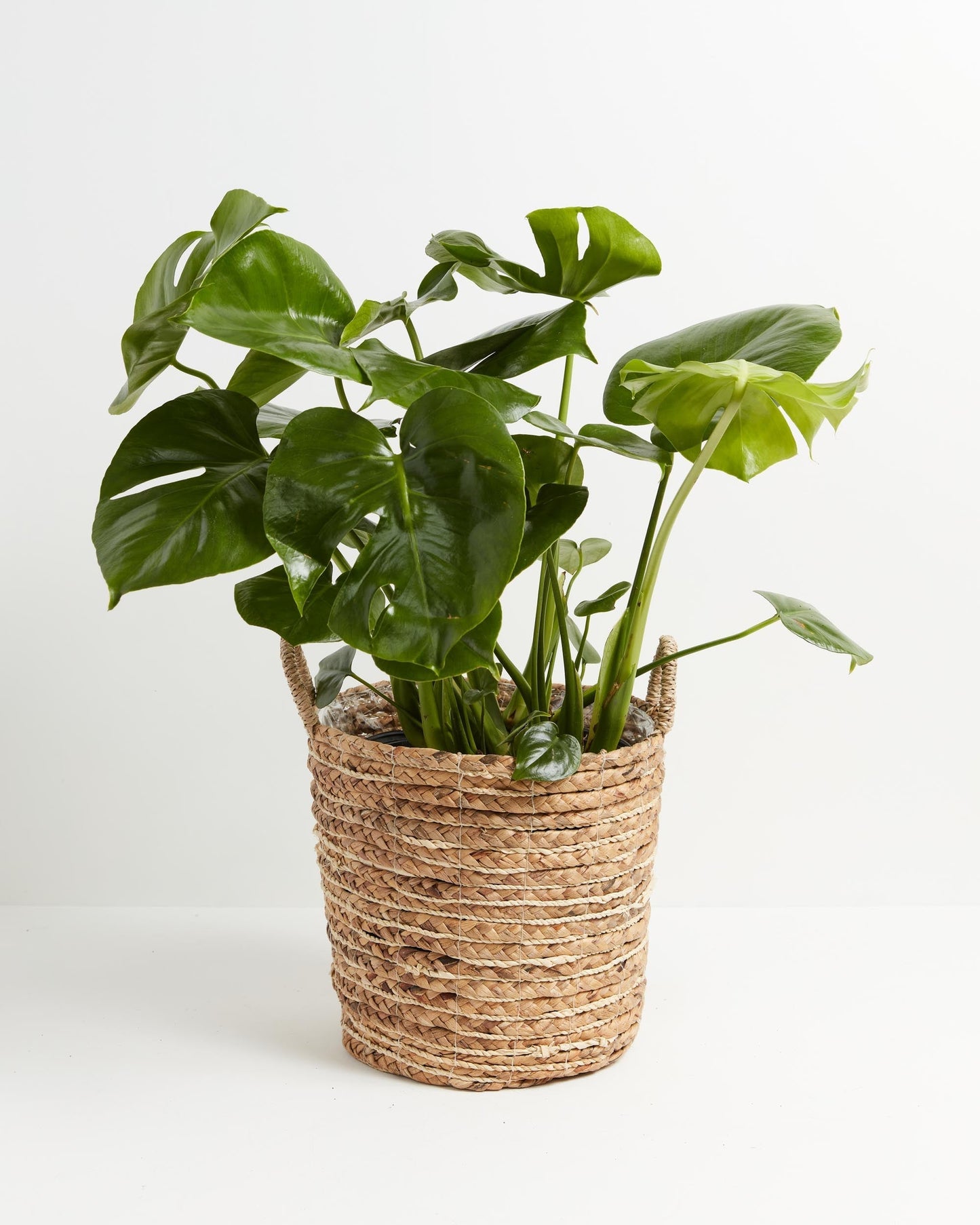 Lively Root - Monstera Deliciosa (Split Leaf Philodendron)