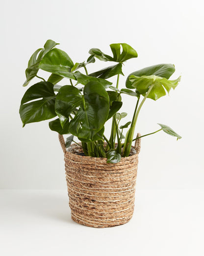 Lively Root - Monstera Deliciosa (Split Leaf Philodendron)