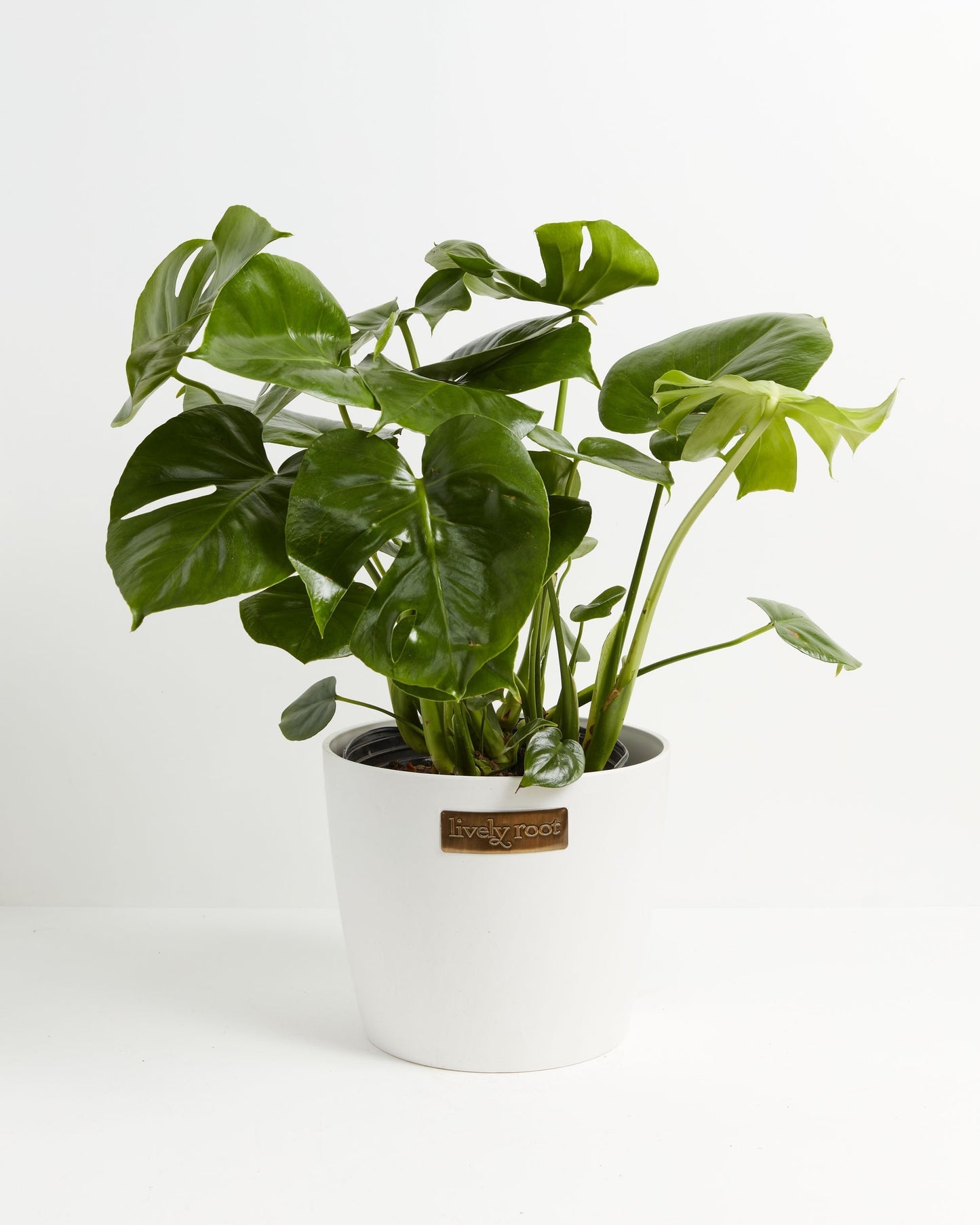 Lively Root - Monstera Deliciosa (Split Leaf Philodendron)