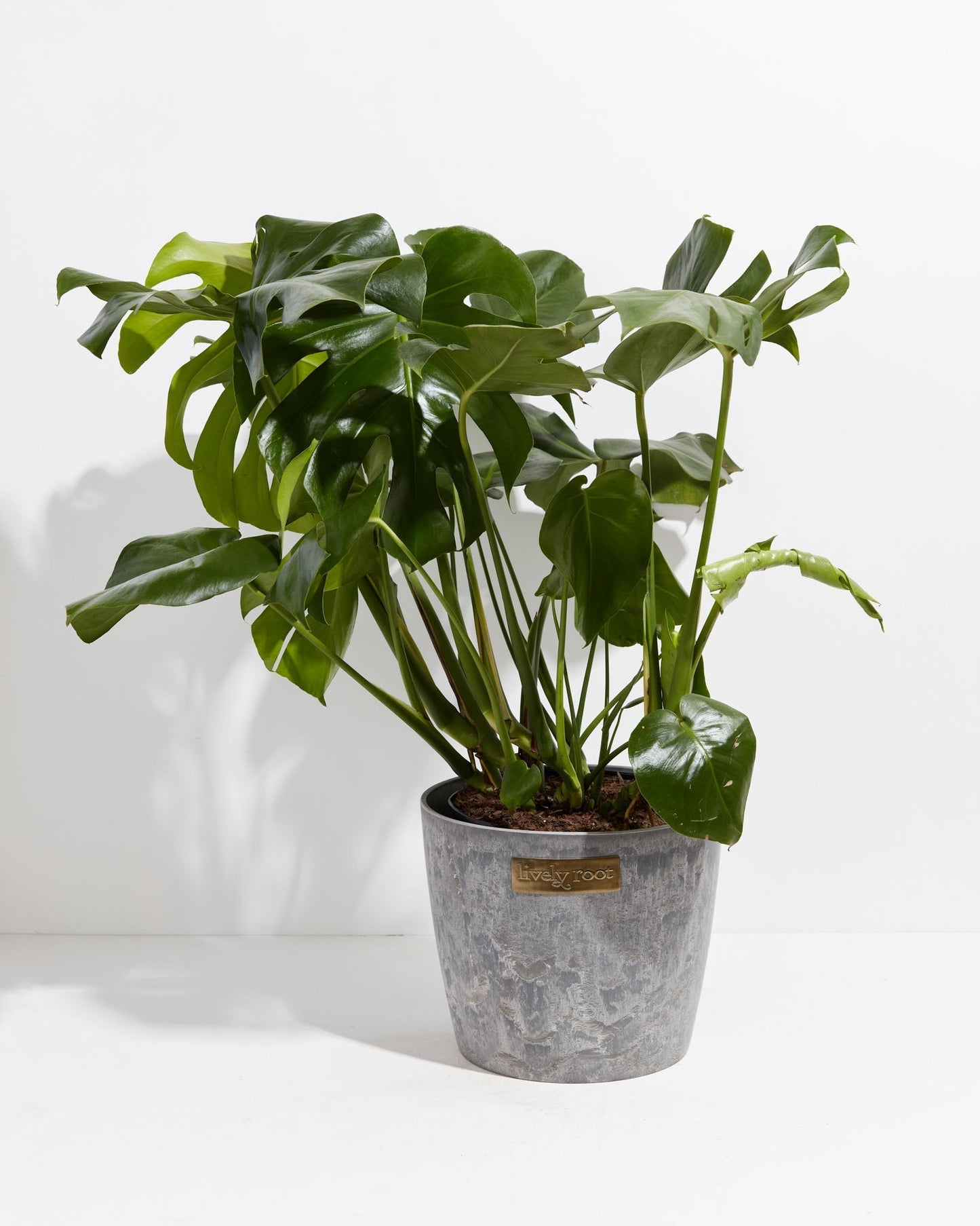Lively Root - Monstera Deliciosa (Split Leaf Philodendron)