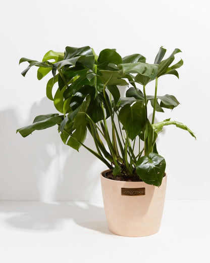 Lively Root - Monstera Deliciosa (Split Leaf Philodendron)